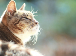  На Кубани ожидаются заморозки и усиление ветра 