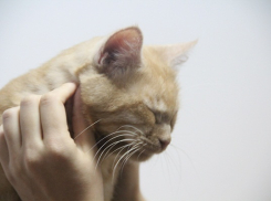 В Краснодаре открыли антикафе, в котором живут коты и кошки