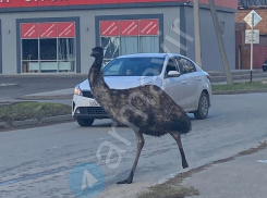 Птица эму устроила переполох на улицах Армавира