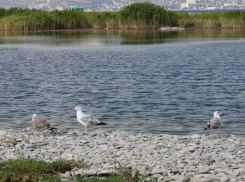 Стройка гостиницы угрожает уничтожить уникальный природный комплекс на Кубани