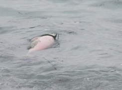 На берег Чёрного моря выбрасывает мертвых дельфинов