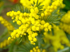 В Краснодар к 8 марта завезут 200 килограмм мимозы