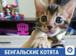Продаются бенгальские котята от титулованных родителей