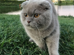 В Краснодаре кот выжил после падения с 12 этажа