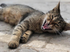 Дожди не хотят покидать Краснодарский край 