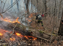 Виноваты люди: выяснилась причина лесных пожаров на Кубани