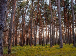 Сезоны поменялись местами: зимой в Краснодаре +17 градусов 