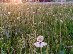 В Краснодаре 3 июля воздух прогреется до 34 градусов тепла