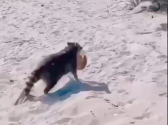 На пляже в Краснодарском крае орудует воришка: видео