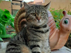 Жару и дождь спрогнозировали в Краснодарском крае