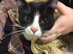 В Новороссийске для спасения кота, застрявшего в вентиляции, сломали стену в многоэтажке