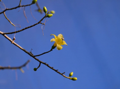 Бутылочное дерево зацвело под куполом в парке Галицкого 