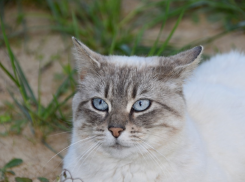 На Кубани пройдут кратковременные дожди 