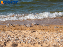 В Черном море пришлось открыть предупредительный огонь из-за идущего в порт Украины сухогруза