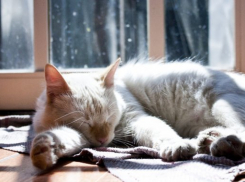  Столбики термометров на Кубани перевалят за +10 