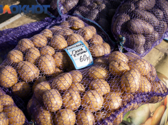 Стало известно, где в Краснодарском крае самые дешёвые овощи 