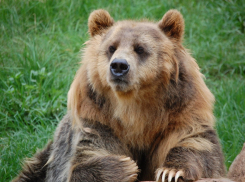 В Краснодарском крае, в горах, туристы сняли танцующего медведя: видео