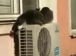 Правоохранители Краснодара установили личность мужчины, выбросившего из окна 15 кошек