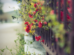 Мэр Краснодара рассказал о планах по озеленению города