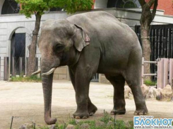Краснодарцы объявили о сборе средств на покупку слона