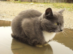 Ливни в Краснодарском крае не отступают