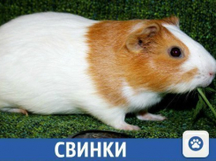 Милых свинок, слабых на огурчики, продают в Краснодаре