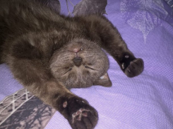  Выходной день на Кубани будет дождливым 