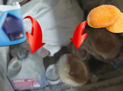 Хлеб, булочки и пиццу выпекали в полной антисанитарии в Краснодарском крае