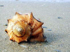 Осужденный преступник получил 4 месяца в колонии за отдых в Анапе