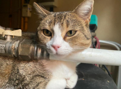 В Краснодаре обещают еще один снежный день