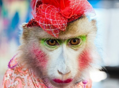 В Краснодаре жители выйдут на акцию протеста против цирка с животными 