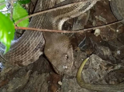 В Краснодарском крае начался сезон змей: список смертельно опасных