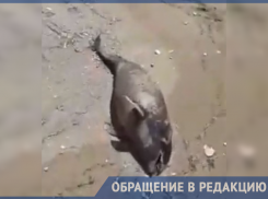 На Кубани побережье Азовского моря усеяно трупами животных и птиц