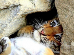 В Сочи у дрессировщика сбежал тигренок Шива 