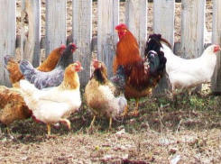 В Белоглинском районе мужчина украл у соседа пять куриц