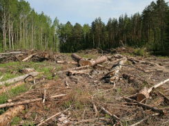 В Туапсинском районе «дровосеки» незаконно вырубили деревья на 200 тысяч рублей