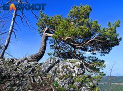 История «зелёного щита»: как три заповедника сохраняют природу Кубани