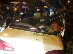 В Краснодаре и Сочи деревья раздавили автомобили