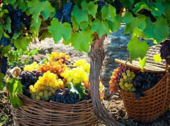 Местного винограда на Кубани станет больше