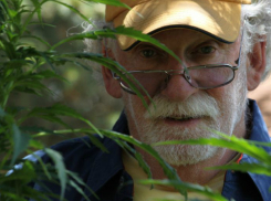 За «баловство» марихуаной жителю Кубани грозит 10 лет тюрьмы