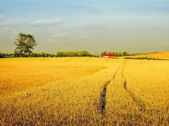 На поддержку растениеводов Краснодарского края потратят 4,3 миллиарда рублей