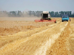  На Кубани собрали рекордный урожай зерновых 