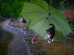 Новая рабочая неделя в Краснодаре начнется с дождей