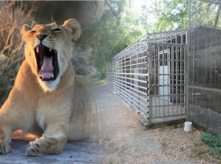 Хозяину турбазы «Сан-Марьино» грозит до шести лет за решеткой из-за раненой львицей девочки