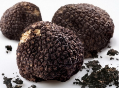 В Сочи нашли самый дорогой в мире гриб 