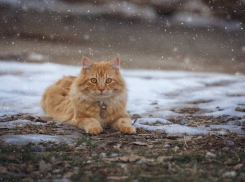 В первый день зимы погода порадует жителей Кубани солнцем и теплом 