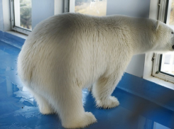 Белый медвежонок освоился в зоопарке Геленджика