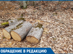 Браконьеры истребляют рощу с вековыми дубами под Краснодаром