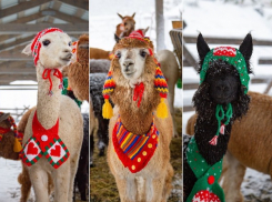 Альпак Сочи нарядили в шапочки и шарфы
