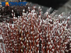 Торговля вербой стартовала на улицах Краснодара